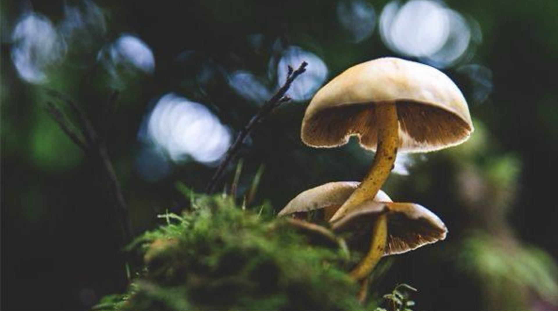 Wild mushrooms glowing in a mossy forest with soft bokeh light